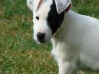 z Karpatských strání