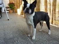 Rocky Aldebaran Taurus