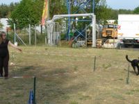 Schlaubetaler Hunde-Akademie