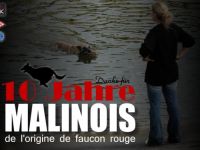 de l'origine de faucon rouge