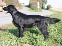 Amazing Flat Beauties