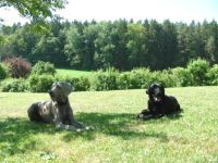 Hundeausbildung Nürnberg