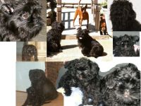 vom Reichsgraf zu Herrenheim