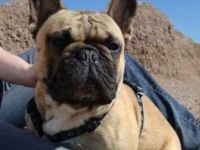 Be my Honey V.I.P Dog