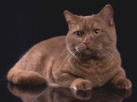 Eur. Champion Helena's Attention please Apollo