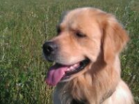 Layla`s C-Jay von Clashorn