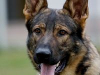 Falko vom Gimpelwald