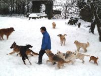 Schieners Hundepension. rlp, Westerwald,ww