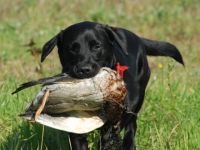 Crosswind's - Training für Jagdhunde & Menschen