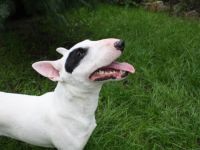 Finn von der Schwedenschanze