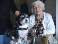 Engel auf vier Pfoten