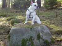 Enzo vom Mönchsberg