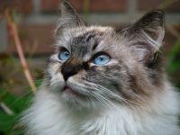 vom Sibirischen Chaosclan