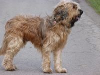 Popeye vom Kendelflüßchen