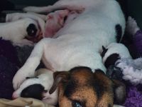 von der Klosterruine