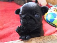 von den Bergwerkszwergen