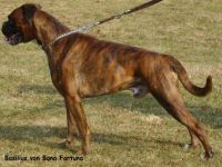 Basilius von Bona Fortuna