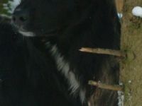 Divine Firehorse Beau Du Coeur