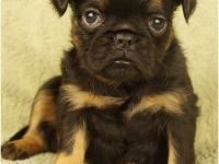 Imgosbull  Zwerggriffon Brabanter und Griffon.