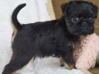 Imgosbull  Zwerggriffon Brabanter und Griffon.