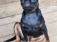 Imgosbull  Zwerggriffon Brabanter und Griffon.