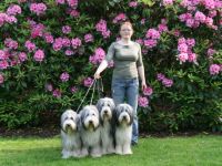 Hundepension ohne Zwinger