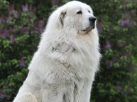 Disney II Farma Štěkot