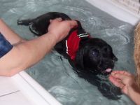 Hundephysiotherapie Anni Grabrucker