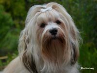 Eomir of velvet Dreams