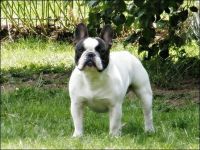 Bartholomäus von den Ruhrpott Bullys