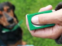 Hundeschule Hogendorf-Uhe