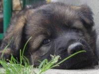 vom alten Wingertshaus