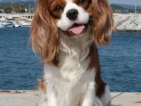 11 facher Champion "Murphy vom goldenen Mühlbach"