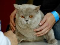 Blue Eldar's Stranger in Moscow