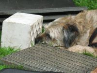 Hundeschule Aktive Schnüffelnasen, Zielobjektsuche