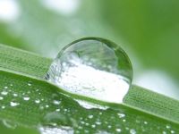 Ganzheitliche Tiergesundheit