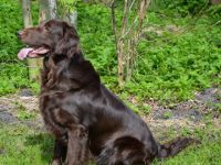 Ostfriesland Graceful Flats Brown Dancer