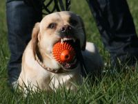 4Pfoten on Tour - Hundeschule in Schauenburg