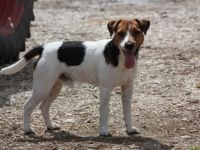 Parson of Pirates Drink up me hearties Dewey