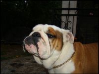 BRITISH GLADIATOR THE LAST IDOL