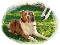 Margalow´s Red Summer Spike