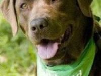 Hundeschule Daniel Münz