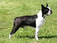 JCh.Ch.Baron z Mirove ulice