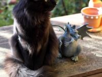 GIC (FiFé CH) Asbjoern pa Elgsporet