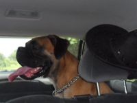 Dooley von den Hohen Eichen