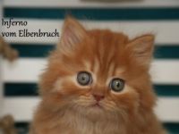 vom Elbenbruch