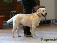 Ruprecht Libosovska blata