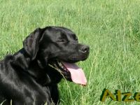 SM Hurly-Burly Black Atze