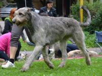 Mult.CH.Jch.Barbarian Lancelot SAVINIKA