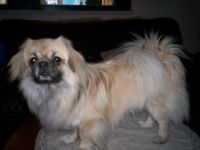 Ravnkilde`s Balto Dang-Po Cunu